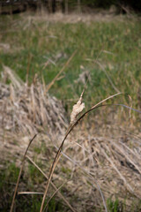 Obraz premium grass in the wind