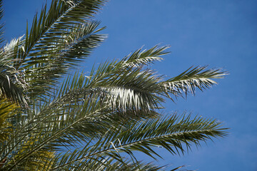 Fototapeta na wymiar Single palm tree and sky in background