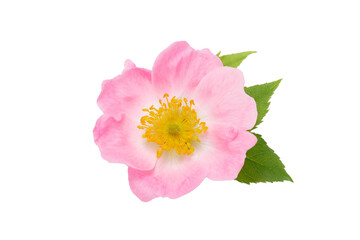 Rosehip flower with leaf on white background. Herbal medicine concept