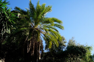 Fototapeta na wymiar Palm trees and sky in background