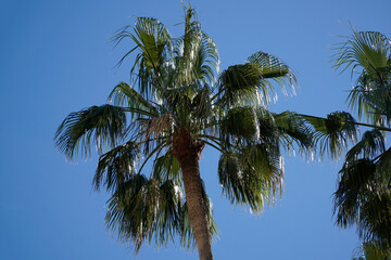 Fototapeta premium Palm trees and sky in background