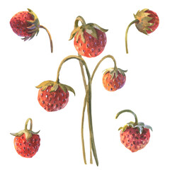 Wild strawberry branches with berry. Hand drawn watercolor botanical illustration on white background.