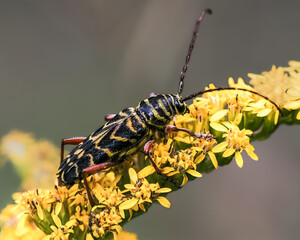 A black and yellow Locust Borer Longhorn Beetle (Megacyllene robiniae) with zigzag patterns pollinating and feeding on autumn yellow Goldenrod flowers. Long Island, New York, USA