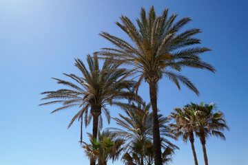 Palm trees and sky in background