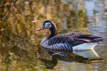wild duck swimming in lake.water birds in park