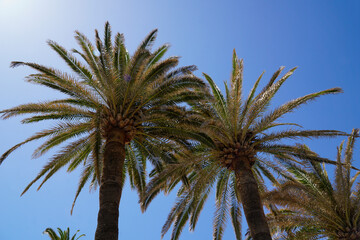 Palm trees and sun on cloudless sky
