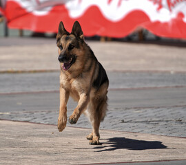 german shepherd dog