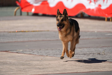 german shepherd dog