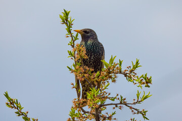 Starling (Sturnus vulgaris) perched on a bush.