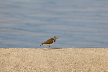 (Tringa nebularia), migratory water bird, near a lake.