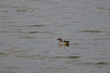 beautiful specimen of wild duck swimming on a lake