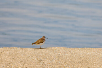 (Tringa nebularia), migratory water bird, near a lake.