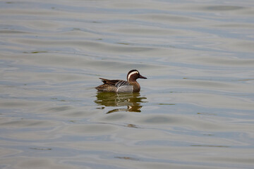 beautiful specimen of wild duck swimming on a lake