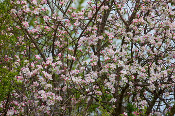 Fresh beautiful flowers of the apple tree blooming in the spring