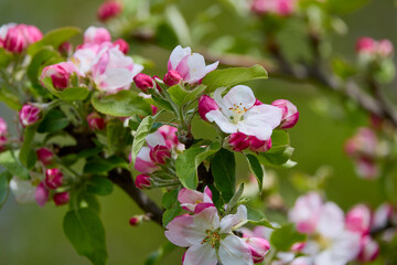 Fresh beautiful flowers of the apple tree blooming in the spring