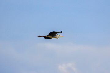 A large grey heron (ardea cinerea)  blue sky