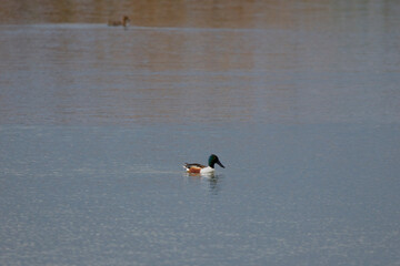 beautiful specimen of wild duck swimming on a lake