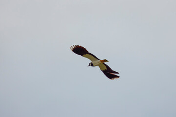 Northern lapwing (Vanellus vanellus) in flight in the sky