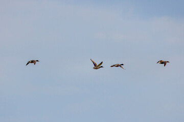 a pair of wild ducks in flight