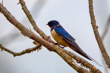 close up with a beautiful (Hirundo rustica)