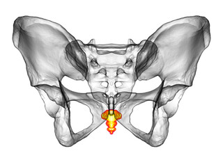 Anatomy of the coccyx bone, showcasing its intricate details and features, 3D illustration - obrazy, fototapety, plakaty
