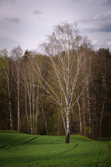 Obraz premium lipa na tle lasu wiosną