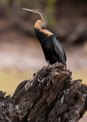 Snake Headed Bird.  African Darter