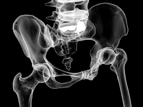 Anatomy of the pelvis bones, including the ilium, ischium, sacrum, and pubis, 3D illustration