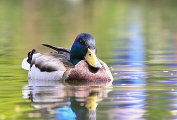 Beautiful male mallard floats in water. Wildlife scene from nature. Mallard in the nature habitat. Anas platyrhynchos
