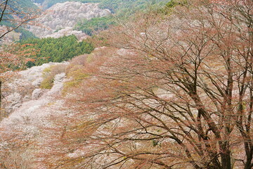 Yoshino-yama or Mount Yoshino in Nara, Japan. Pink Sakura or Cherry Blossoms Flower blooming in Spring Season. Japan's most Famous Viewing Spot - 日本 奈良 吉野山 桜

