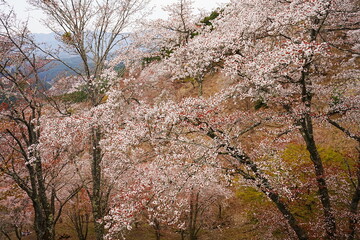 Yoshino-yama or Mount Yoshino in Nara, Japan. Pink Sakura or Cherry Blossoms Flower blooming in Spring Season. Japan's most Famous Viewing Spot - 日本 奈良 吉野山 桜

