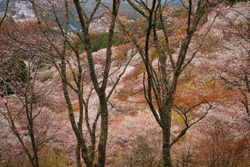 Yoshino-yama or Mount Yoshino in Nara, Japan. Pink Sakura or Cherry Blossoms Flower blooming in Spring Season. Japan's most Famous Viewing Spot - 日本 奈良 吉野山 桜

