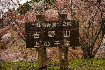 Yoshino-yama or Mount Yoshino in Nara, Japan. Pink Sakura or Cherry Blossoms Flower blooming in Spring Season. Japan's most Famous Viewing Spot - 日本 奈良 吉野山 桜

