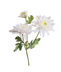White crysanthymum flower isolated on white background