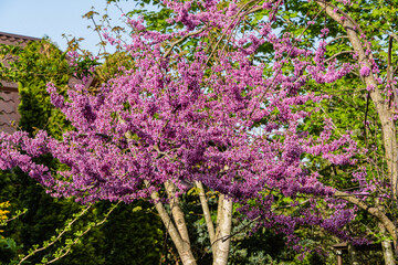 Fototapeta premium Pink flowers of Judas tree. Pink flowers on the branches of Oriental Redbud, or Oriental Redbud Cercis canadensis purple on blurred background. Selective focus. Landscape spring garden.