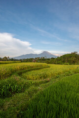 View of rice fields with mountains and blue sky in the background