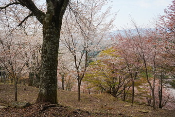 Fototapeta na wymiar Yoshino-yama or Mount Yoshino in Nara, Japan. Pink Sakura or Cherry Blossoms Flower blooming in Spring Season. Japan's most Famous Viewing Spot - 日本 奈良 吉野山 桜