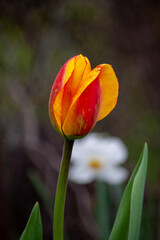 red yellow tulip