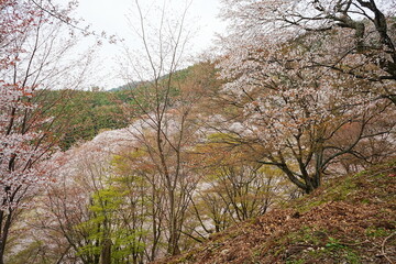 Yoshino-yama or Mount Yoshino in Nara, Japan. Pink Sakura or Cherry Blossoms Flower blooming in Spring Season. Japan's most Famous Viewing Spot - 日本 奈良 吉野山 桜

