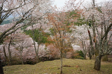 Fototapeta premium Yoshino-yama or Mount Yoshino in Nara, Japan. Pink Sakura or Cherry Blossoms Flower blooming in Spring Season. Japan's most Famous Viewing Spot - 日本 奈良 吉野山 桜