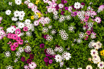 Banner of colorful flowers, top view