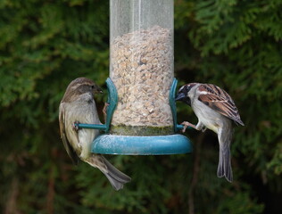 sparrows on the feed silo,sperlinge am futtersilo