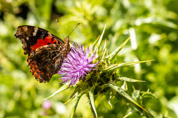 Butterflies in the natural park of La Llania in El Hierro at sunset, Canary Islands. lush green landscape