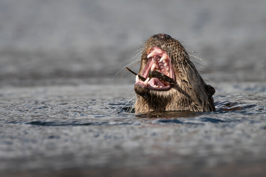 Eurasian otter (Lutra lutra) feeding on a fish, Isle of Mull, Scotland