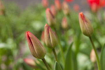 Red tulips near the house. (Tulipa). Close-up. Small depth of field (DOF). 