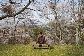 Woman Sitting and Relaxing over Pink Sakura or Cherry Blossoms Background. Image of Spring Season in Japan - 日本 奈良 吉野山 桜 座る女性