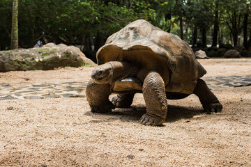 giant tortoise in a zoo in Mauritius, Africa - 595881857