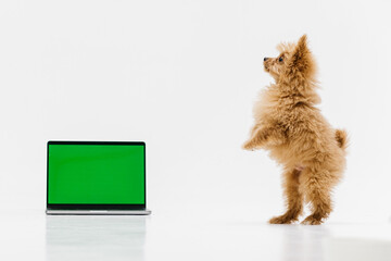 A funny dog sits on a white background and looks cheerfully at a laptop. A small dog actively looks at the computer screen. Little dog puppy is resting with a gadget