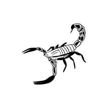 Vector sketch hand drawn silhouette of a scorpion, doodle art with black line