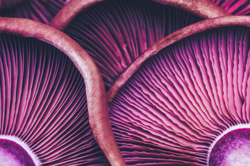 textured background of violet mushrooms close-up, macro photo with selective focus - 595886082